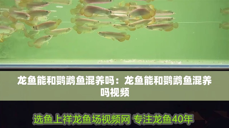 龍魚能和鸚鵡魚混養嗎：龍魚能和鸚鵡魚混養嗎視頻