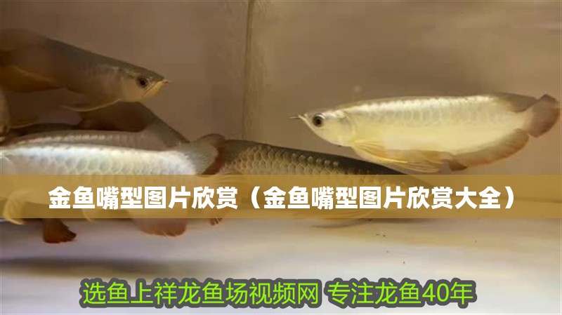 金魚嘴型圖片欣賞（金魚嘴型圖片欣賞大全）