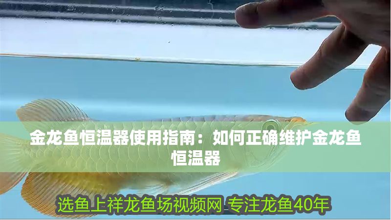 金龍魚恒溫器使用指南：如何正確維護(hù)金龍魚恒溫器