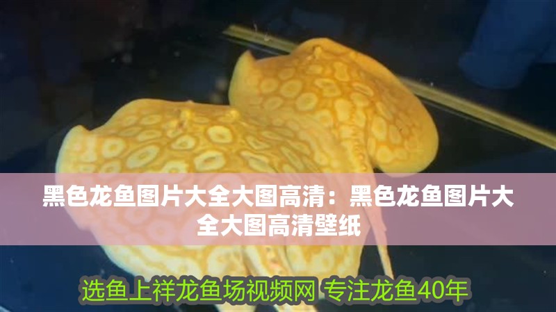 黑色龍魚圖片大全大圖高清：黑色龍魚圖片大全大圖高清壁紙
