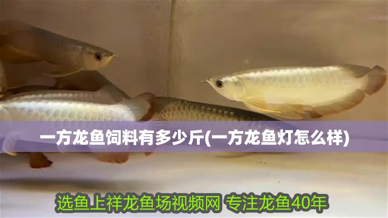 一方龍魚(yú)飼料有多少斤(一方龍魚(yú)燈怎么樣)