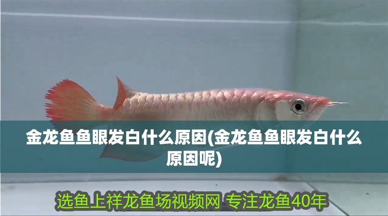 金龍魚魚眼發(fā)白什么原因(金龍魚魚眼發(fā)白什么原因呢)
