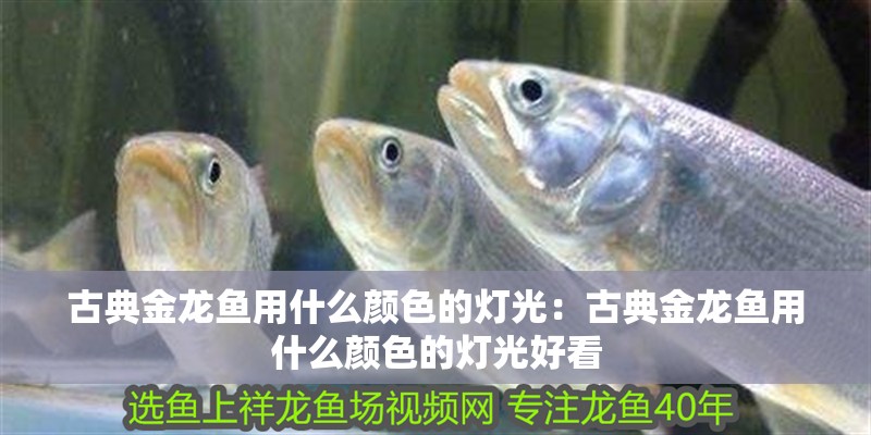 古典金龍魚用什么顏色的燈光：古典金龍魚用什么顏色的燈光好看