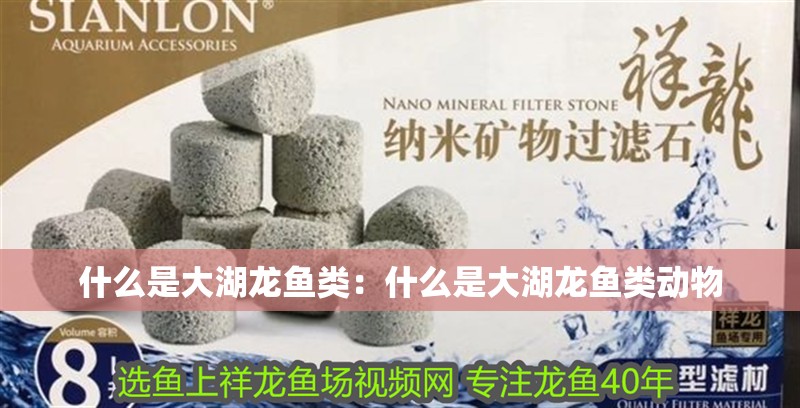 什么是大湖龍魚類:什么是大湖龍魚類動物 水族問答 什么是大湖龍魚類:什么是大湖龍魚類動物 什么是大湖龍魚類:什么是大湖龍魚類動物 水族問答