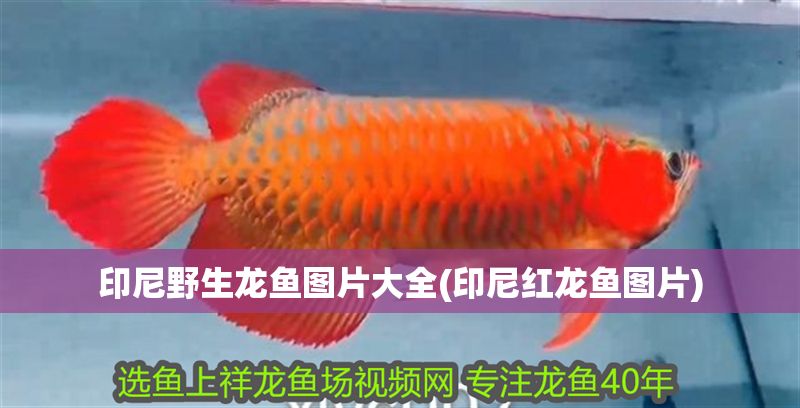印尼野生龍魚圖片大全(印尼紅龍魚圖片)