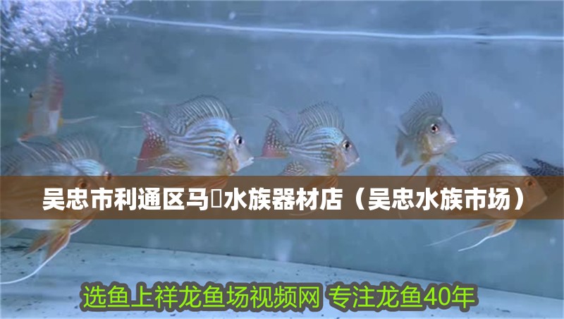 吳忠市利通區(qū)馬喆水族器材店(吳忠水族市場) 全國水族館企業(yè)名錄 第2張 吳忠市利通區(qū)馬喆水族器材店(吳忠水族市場) 吳忠市利通區(qū)馬喆水族器材店(吳忠水族市場) 全國水族館企業(yè)名錄 第2張