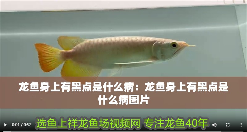 龍魚(yú)身上有黑點(diǎn)是什么病：龍魚(yú)身上有黑點(diǎn)是什么病圖片