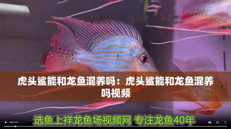 虎頭鯊能和龍魚混養(yǎng)嗎：虎頭鯊能和龍魚混養(yǎng)嗎視頻