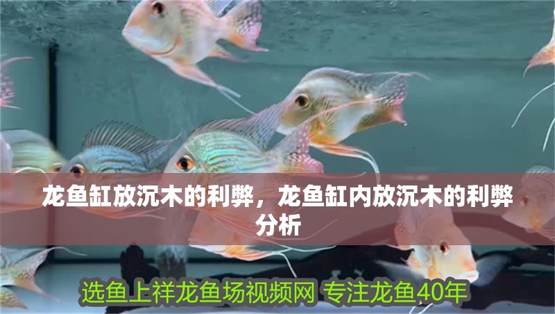 龍魚缸放沉木的利弊，龍魚缸內(nèi)放沉木的利弊分析