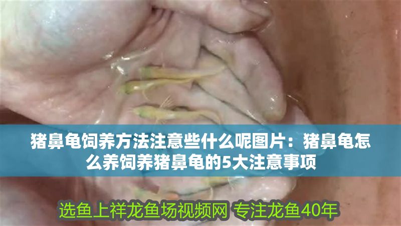 豬鼻龜飼養方法注意些什么呢圖片:豬鼻龜怎么養飼養豬鼻龜的5大注意事項 豬鼻龜百科 第1張 豬鼻龜飼養方法注意些什么呢圖片:豬鼻龜怎么養飼養豬鼻龜的5大注意事項 豬鼻龜飼養方法注意些什么呢圖片:豬鼻龜怎么養飼養豬鼻龜的5大注意事項 豬鼻龜百科 第1張