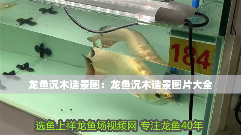龍魚沉木造景圖:龍魚沉木造景圖片大全 水族問答 龍魚沉木造景圖:龍魚沉木造景圖片大全 龍魚沉木造景圖:龍魚沉木造景圖片大全 水族問答