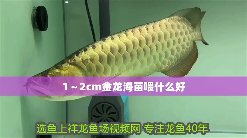1～2cm金龍海苗喂什么好