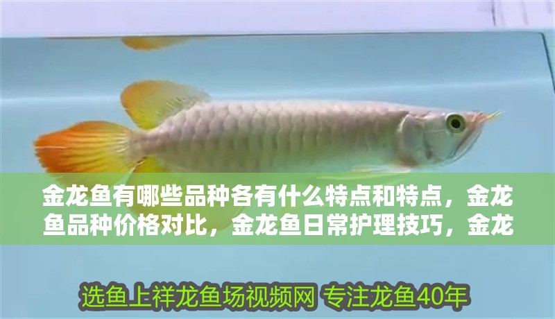 金龍魚有哪些品種各有什么特點和特點，金龍魚品種價格對比，金龍魚日常護理技巧，金龍魚選購注意事項