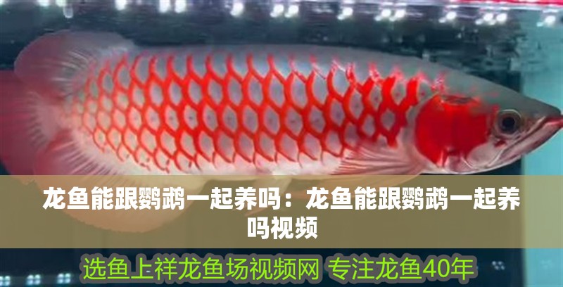 龍魚能跟鸚鵡一起養(yǎng)嗎：龍魚能跟鸚鵡一起養(yǎng)嗎視頻