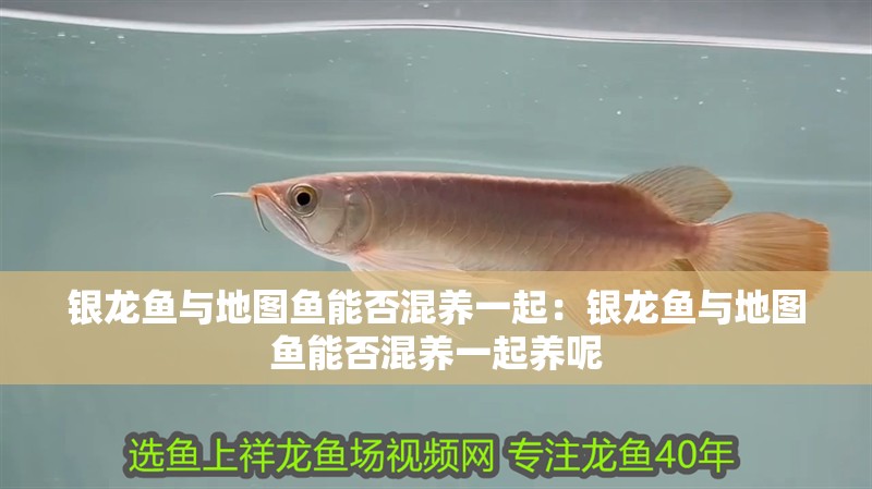 銀龍魚與地圖魚能否混養一起：銀龍魚與地圖魚能否混養一起養呢