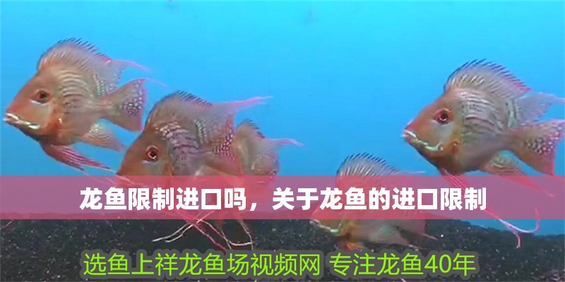 龍魚限制進口嗎，關于龍魚的進口限制