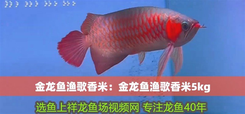 金龍魚漁歌香米：金龍魚漁歌香米5kg 金龍魚漁歌香米：金龍魚漁歌香米5kg 水族問答