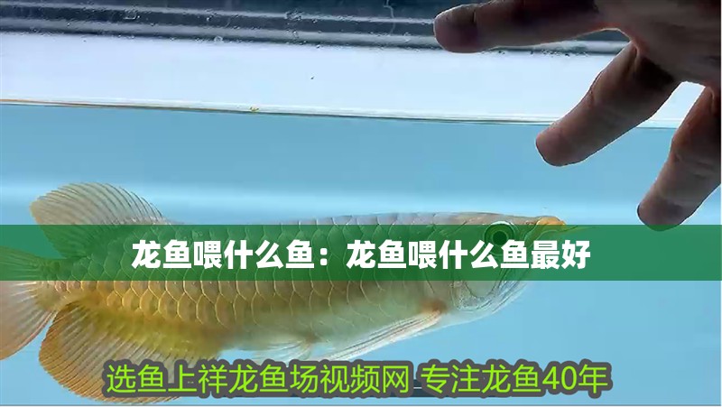 龍魚喂什么魚：龍魚喂什么魚最好 龍魚喂什么魚：龍魚喂什么魚最好 水族問答