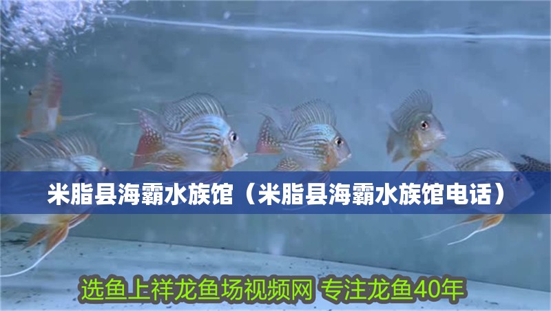 米脂縣海霸水族館(米脂縣海霸水族館電話) 全國水族館企業名錄 第2張 米脂縣海霸水族館(米脂縣海霸水族館電話) 米脂縣海霸水族館(米脂縣海霸水族館電話) 全國水族館企業名錄 第2張