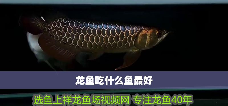 龍魚吃什么魚最好 龍魚吃什么魚最好 龍魚百科 第2張