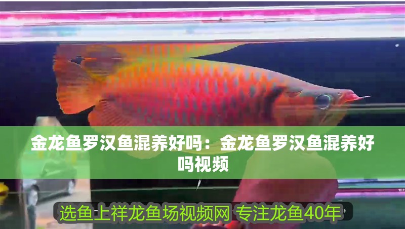 金龍魚羅漢魚混養好嗎：金龍魚羅漢魚混養好嗎視頻