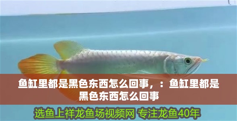 魚缸里都是黑色東西怎么回事，：魚缸里都是黑色東西怎么回事