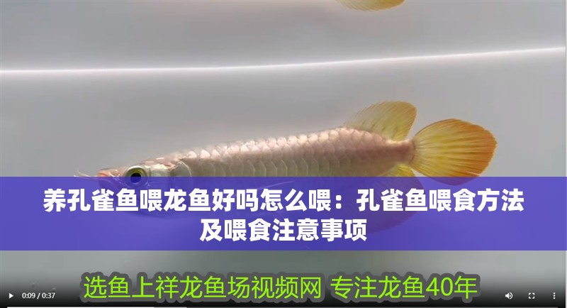 養孔雀魚喂龍魚好嗎怎么喂：孔雀魚喂食方法及喂食注意事項