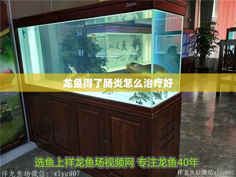 龍魚得了腸炎怎么治療好 龍魚得了腸炎怎么治療好 龍魚百科 第2張