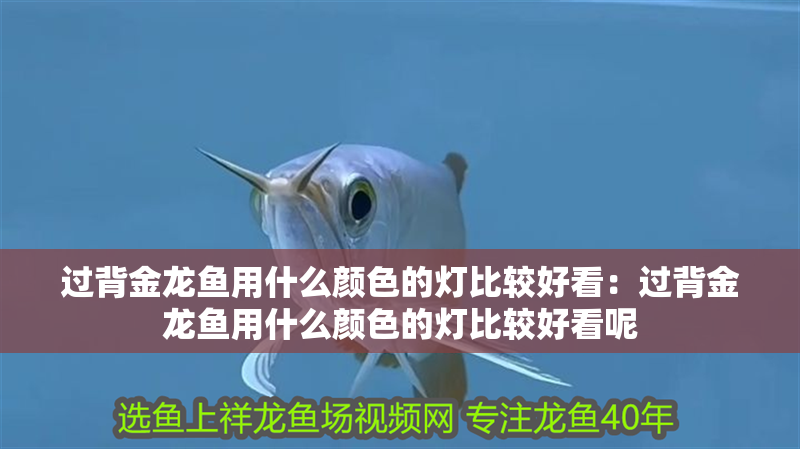 過背金龍魚用什么顏色的燈比較好看：過背金龍魚用什么顏色的燈比較好看呢