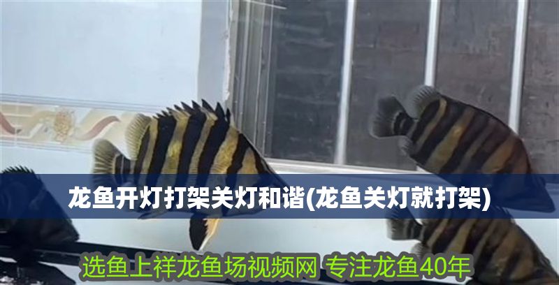 龍魚開燈打架關燈和諧(龍魚關燈就打架)
