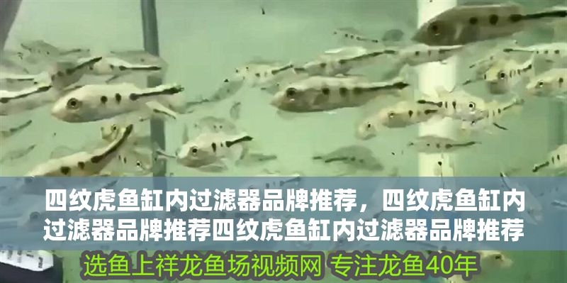 四紋虎魚缸內過濾器品牌推薦，四紋虎魚缸內過濾器品牌推薦四紋虎魚缸內過濾器品牌推薦 四紋虎魚缸內過濾器品牌推薦，四紋虎魚缸內過濾器品牌推薦四紋虎魚缸內過濾器品牌推薦 虎魚百科 第1張