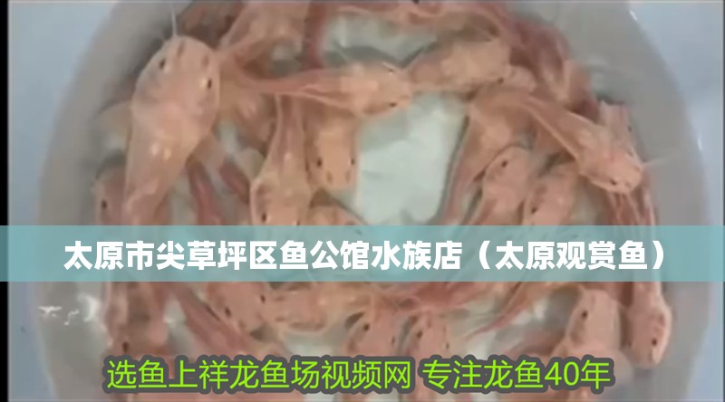 太原市尖草坪區魚公館水族店（太原觀賞魚） 太原市尖草坪區魚公館水族店（太原觀賞魚） 全國水族館企業名錄 第2張