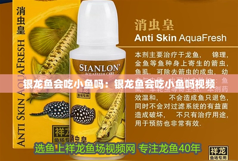 銀龍魚會吃小魚嗎：銀龍魚會吃小魚嗎視頻