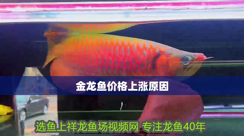 金龍魚價格上漲原因