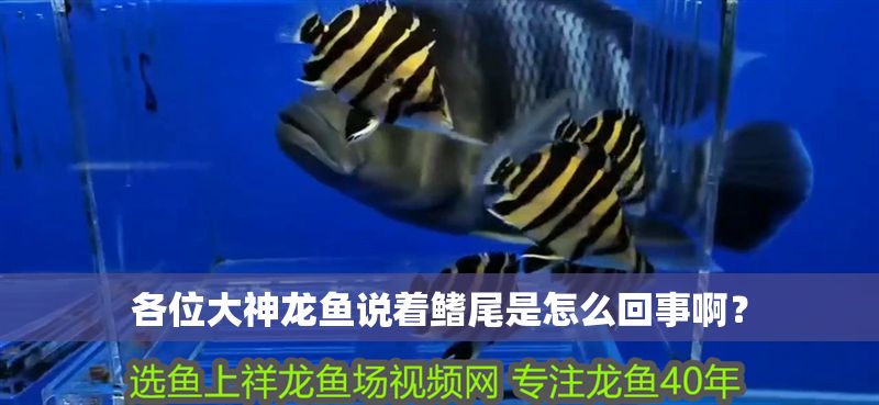 各位大神龍魚說著鰭尾是怎么回事啊? 黃金貓魚百科 第1張 各位大神龍魚說著鰭尾是怎么回事啊? 各位大神龍魚說著鰭尾是怎么回事啊? 黃金貓魚百科 第1張
