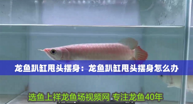 龍魚趴缸甩頭擺身：龍魚趴缸甩頭擺身怎么辦