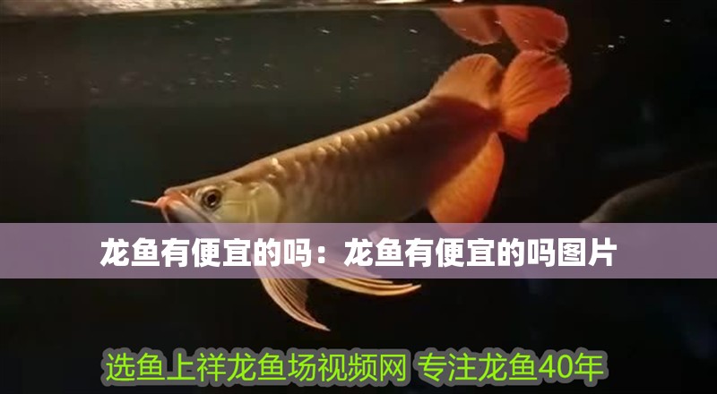 龍魚有便宜的嗎：龍魚有便宜的嗎圖片