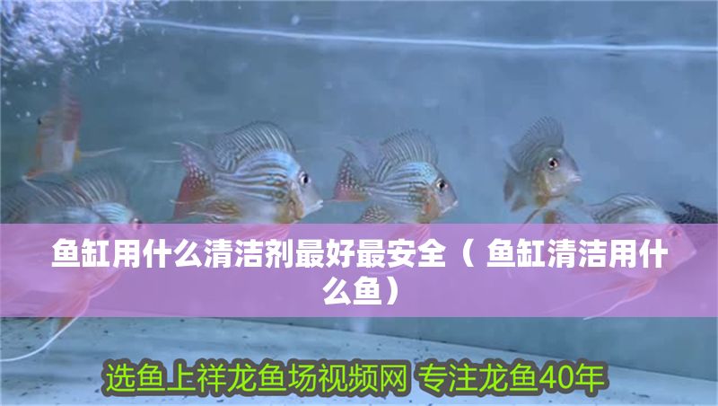 魚缸用什么清潔劑最好最安全（ 魚缸清潔用什么魚） 魚缸用什么清潔劑最好最安全（ 魚缸清潔用什么魚） 元寶鳳凰魚百科 第1張