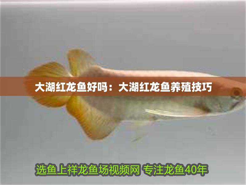 大湖紅龍魚好嗎：大湖紅龍魚養殖技巧 大湖紅龍魚好嗎：大湖紅龍魚養殖技巧 大湖紅龍魚百科 第2張