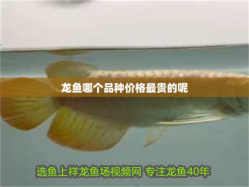 龍魚哪個品種價格最貴的呢