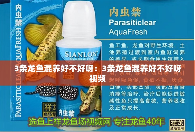 3條龍魚混養(yǎng)好不好呀：3條龍魚混養(yǎng)好不好呀視頻