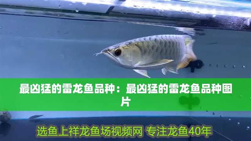最兇猛的雷龍魚品種：最兇猛的雷龍魚品種圖片
