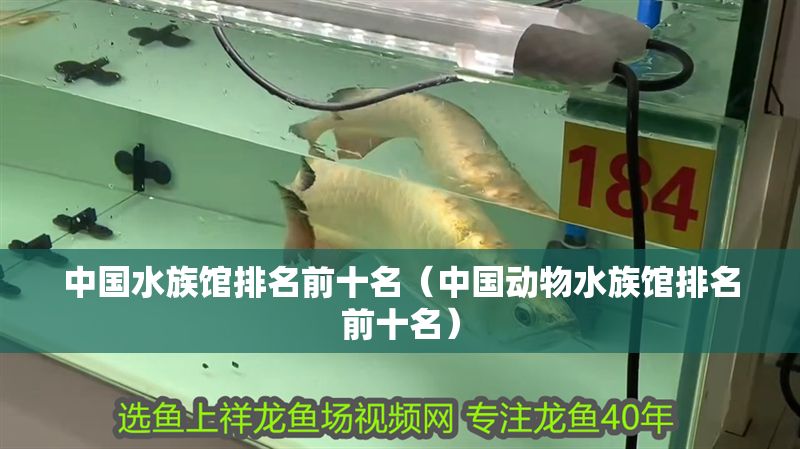 中國水族館排名前十名（中國動物水族館排名前十名）