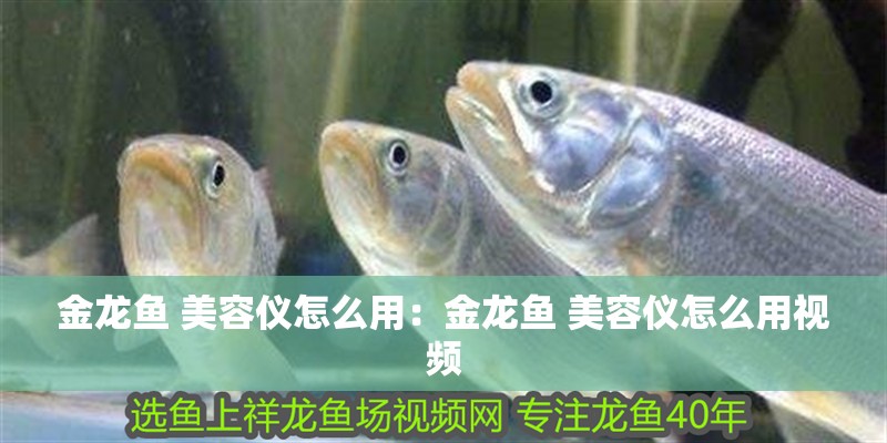 金龍魚 美容儀怎么用：金龍魚 美容儀怎么用視頻