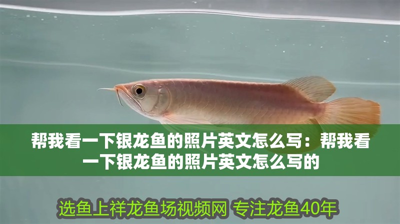 幫我看一下銀龍魚的照片英文怎么寫：幫我看一下銀龍魚的照片英文怎么寫的