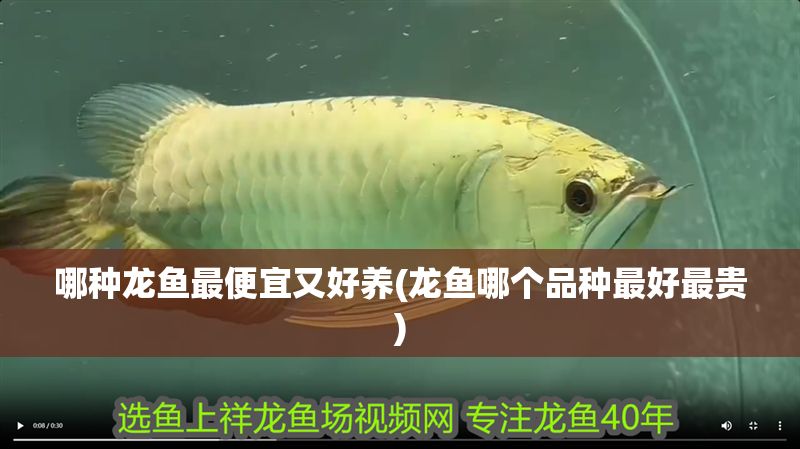 哪種龍魚最便宜又好養(龍魚哪個品種最好最貴)