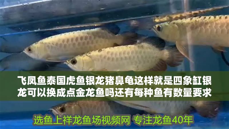 飛鳳魚泰國虎魚銀龍豬鼻龜這樣就是四象缸銀龍可以換成點金龍魚嗎還有每種魚有數(shù)量要求嗎謝謝