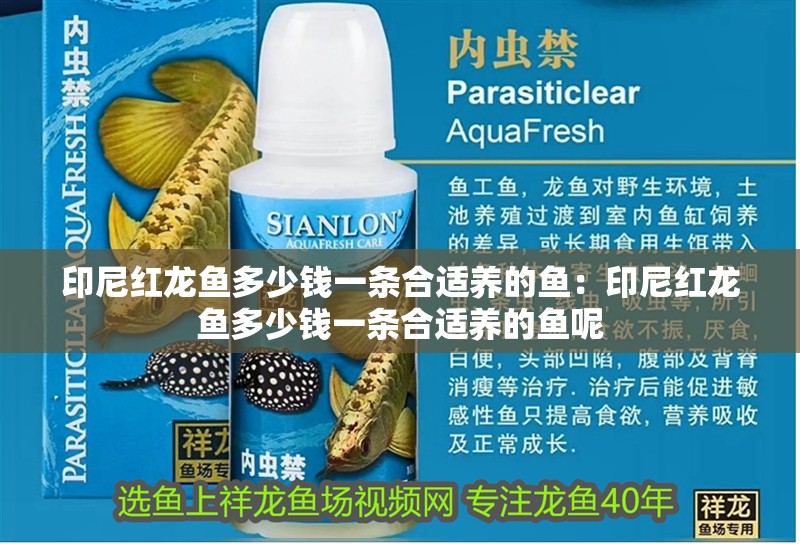 印尼紅龍魚多少錢一條合適養(yǎng)的魚：印尼紅龍魚多少錢一條合適養(yǎng)的魚呢