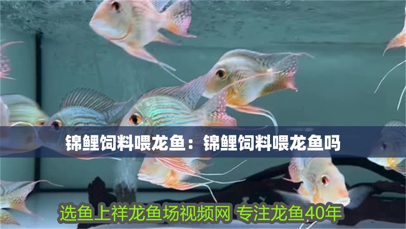 錦鯉飼料喂龍魚:錦鯉飼料喂龍魚嗎 水族問答 錦鯉飼料喂龍魚:錦鯉飼料喂龍魚嗎 錦鯉飼料喂龍魚:錦鯉飼料喂龍魚嗎 水族問答