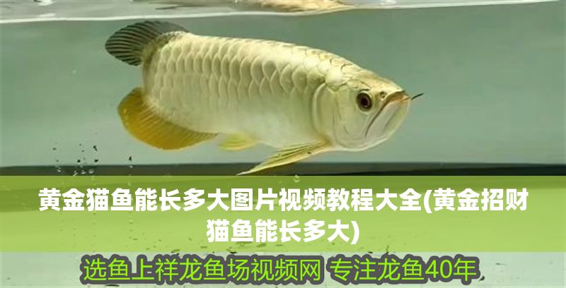 黃金貓魚能長多大圖片視頻教程大全(黃金招財貓魚能長多大)
